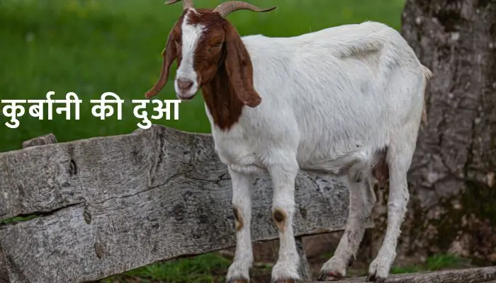 Qurbani Ki Dua